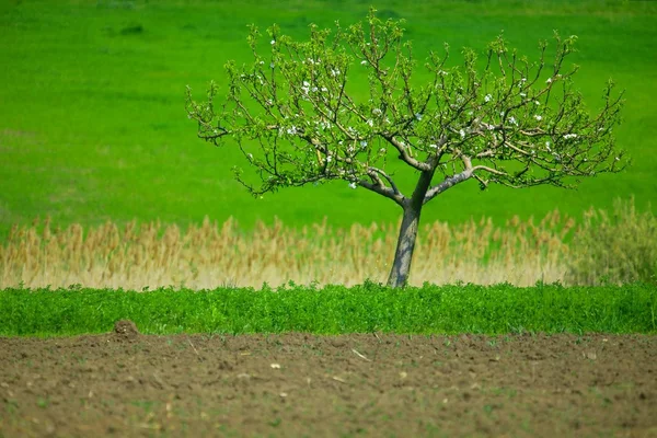 Árbol en un campo — Foto de Stock