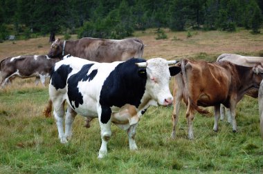 Black and white bull cow clipart