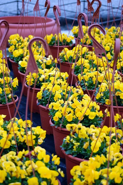 Žlutá fialové květiny do vázy — Stock fotografie