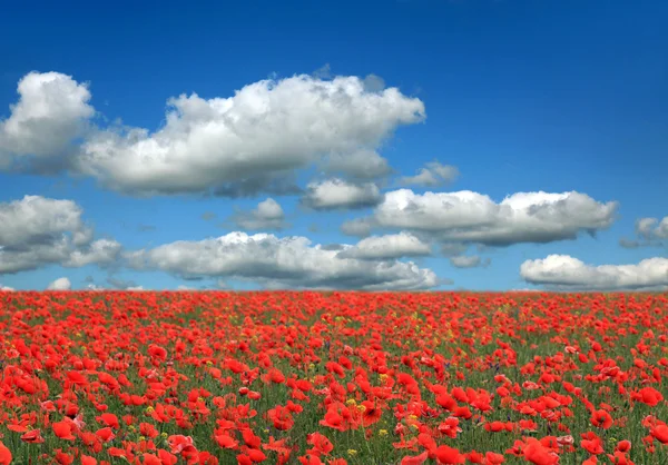 Stock image Poppies