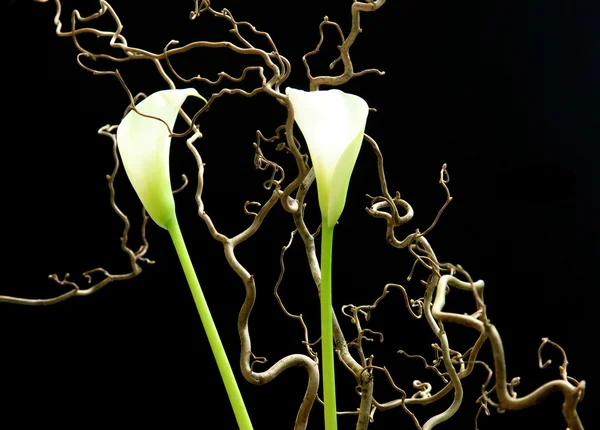 黒地に白い花を咲かせ — ストック写真