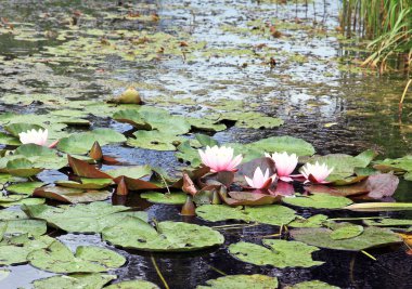 pembe lilyum