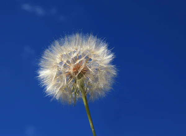 stock image Dandelion