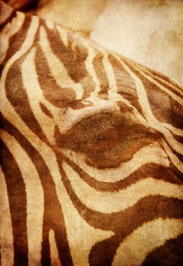 afrika zebra