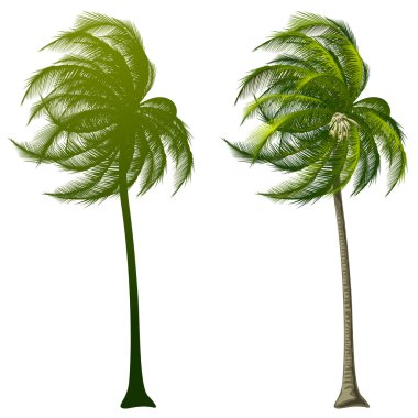 Palm Tree clipart