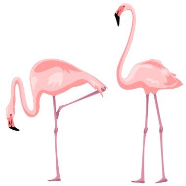 Flamingo clipart