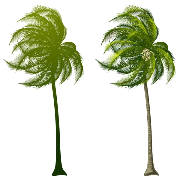 Palmträd — Stock vektor
