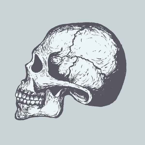 Lidská lebka — Stockový vektor