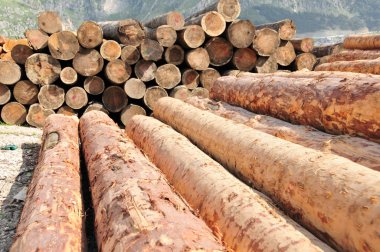 Günlük kayıtları