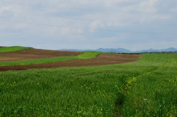 stock image Green fields