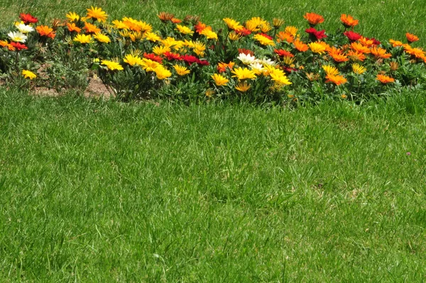 stock image Flowers