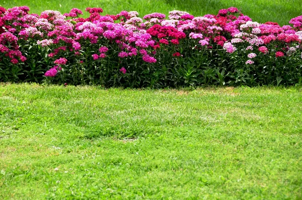 Stock image Flowers