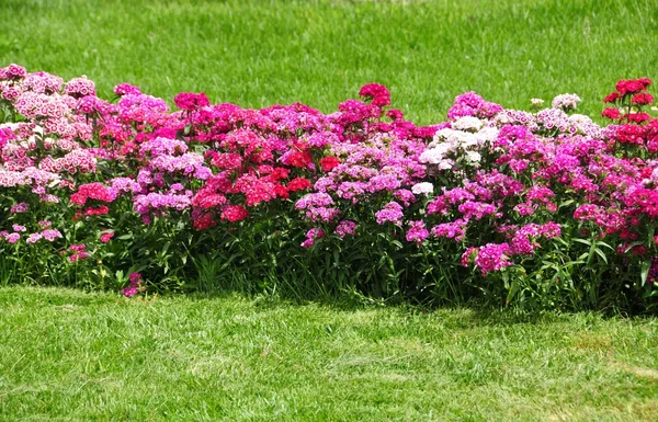 stock image Flowers