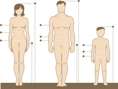 Human body measurements and proportions clipart