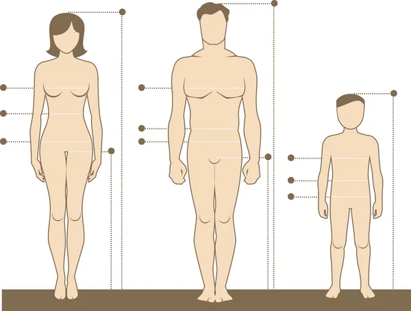 Вимірювання та пропорції людського тіла — стоковий вектор