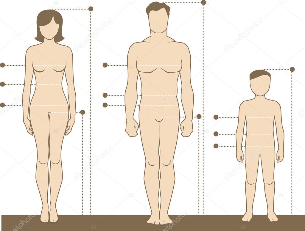 Human body measurements and proportions