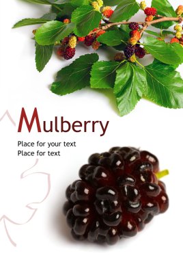 Mulberry (Morus) clipart