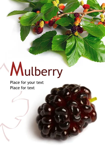 Mulberry (Morus) — Stockfoto