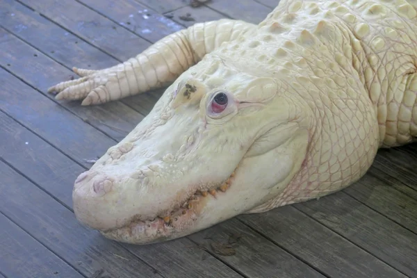 Witte alligator — Stockfoto