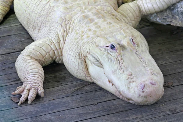 White Alligator — Stock Photo, Image