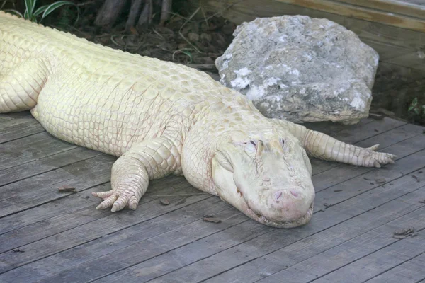 Witte alligator — Stockfoto