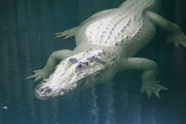 Biały aligator — Zdjęcie stockowe