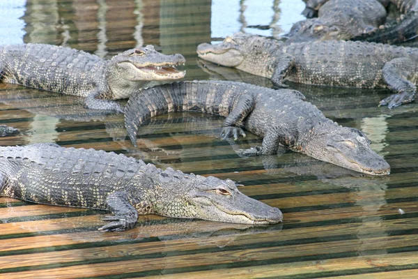 Aligátores — Fotografia de Stock