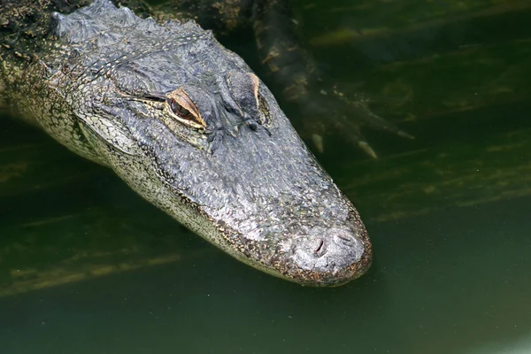 Alligator — Photo