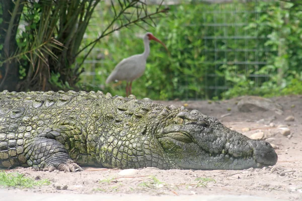 Alligator und Vogel — Stockfoto