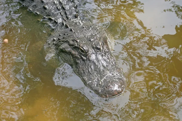Alligator — Photo