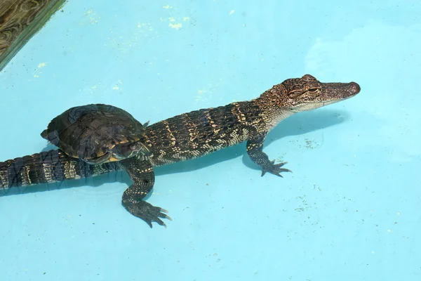 Alligator och turtle — Stockfoto
