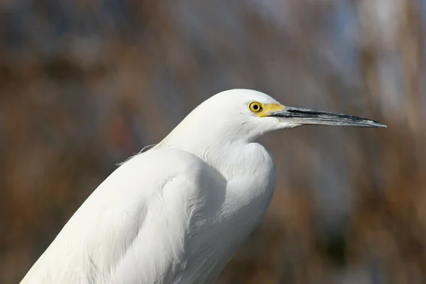 Pássaro branco — Fotografia de Stock