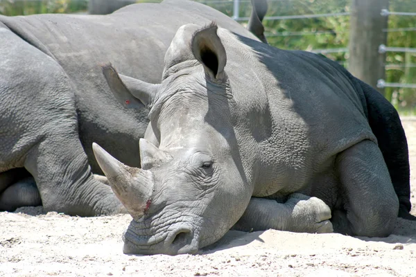 코뿔소 — 스톡 사진
