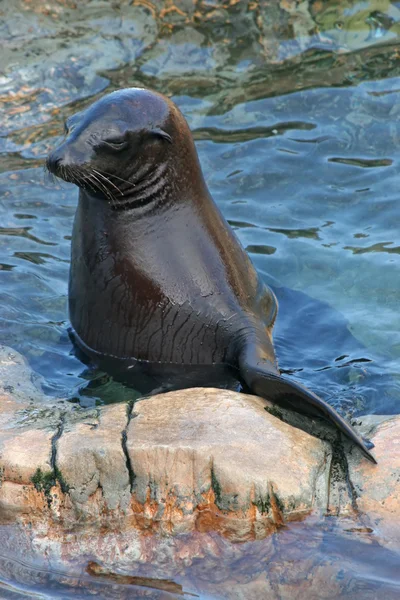 Seal Resting — Stock Photo, Image
