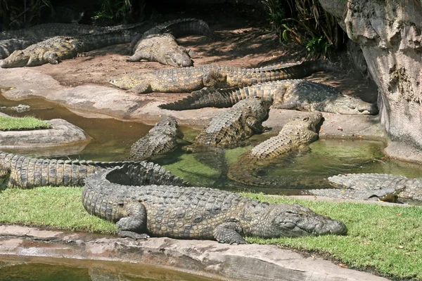 Alligatoren — Stockfoto