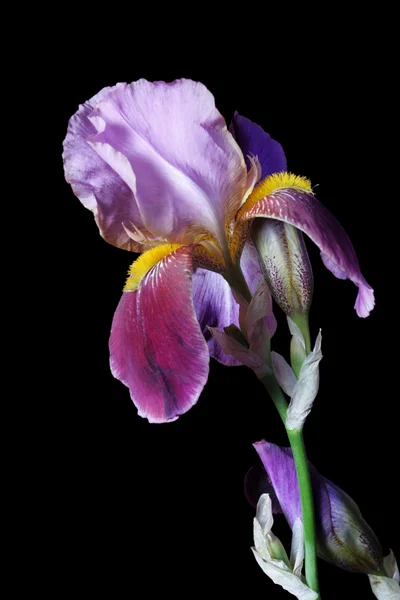 Blomma iris — Stockfoto