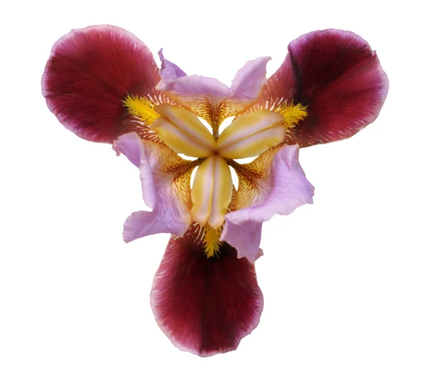 Flower iris — Stock Photo, Image