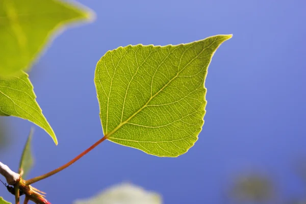 Bir kavak yaprakları — Stok fotoğraf