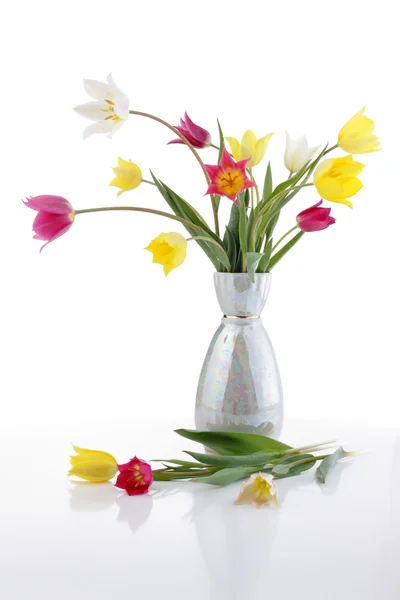 Field tulips — Stock Photo, Image
