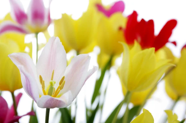 Field tulips — Stock Photo, Image