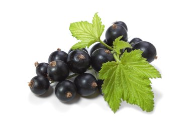 Black Currant clipart