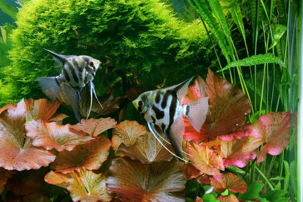 Декоративні акваріум — стокове фото