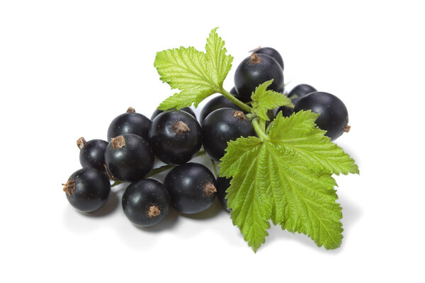 Black Currant