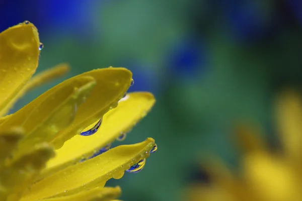 Tau auf Blumen — Stockfoto