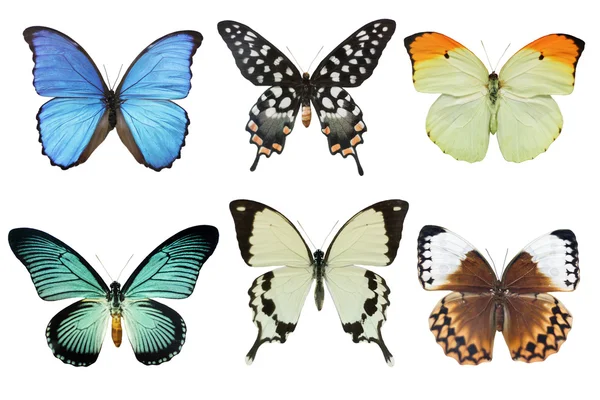 Pillangók Jogdíjmentes Stock Képek