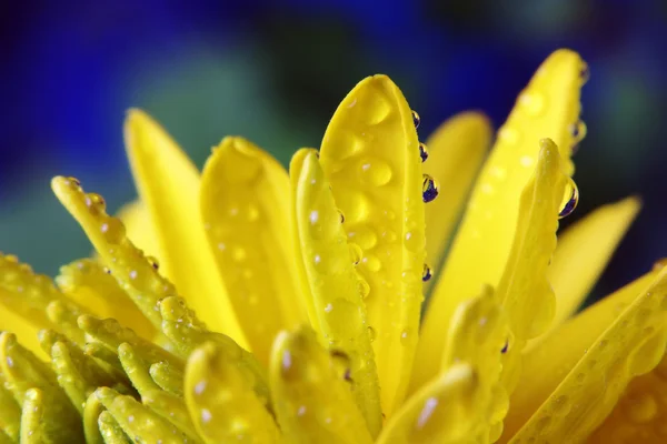 Жовті квіти — стокове фото