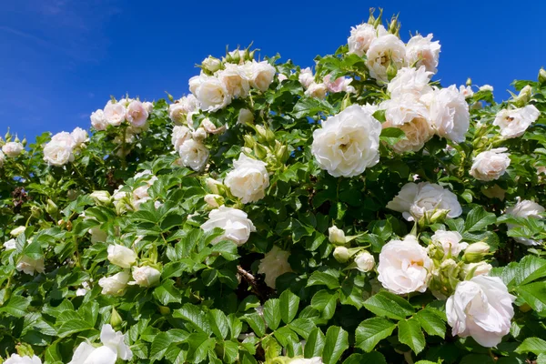 Cespuglio di rose bianche — Foto Stock