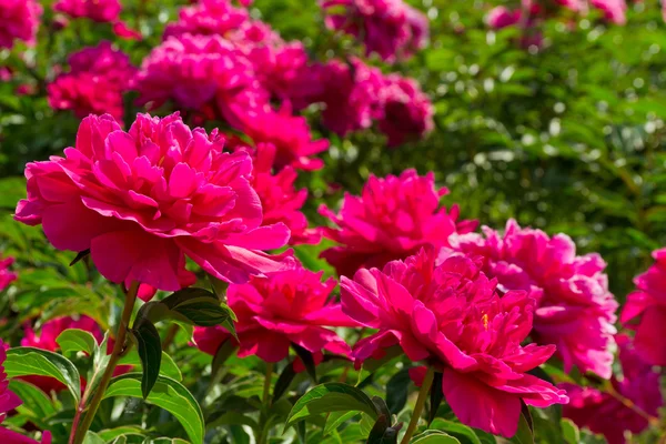 Розовые пионы — стоковое фото