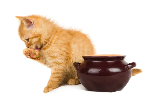 Gattino zenzero lecca museruola accanto a una pentola di cibo — Foto Stock