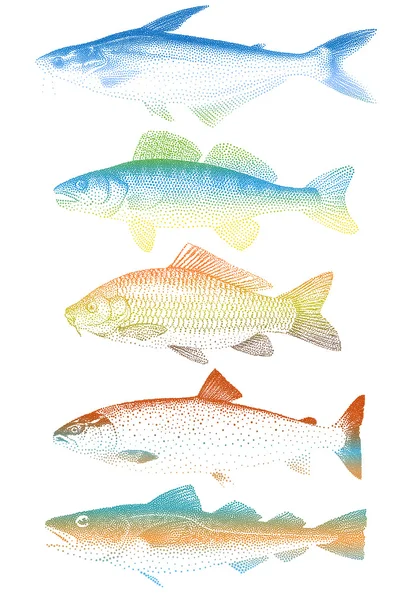 Vector fishes — Stock Vector